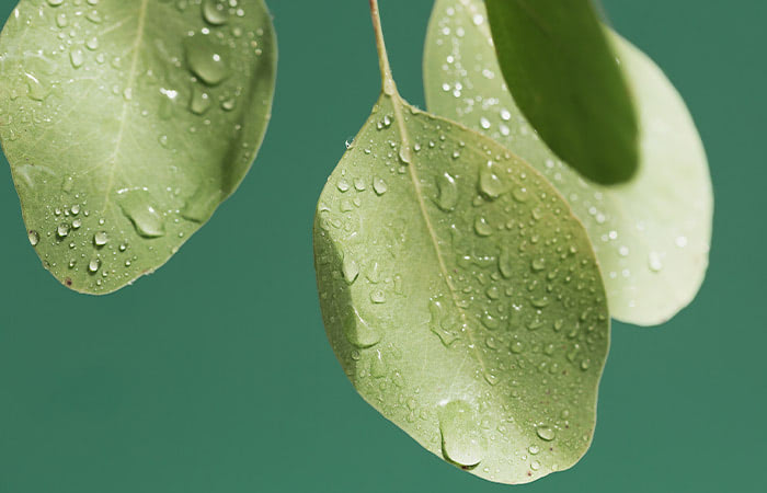 Close-up photo of round eucalyptus leaves, with beads of morning dew