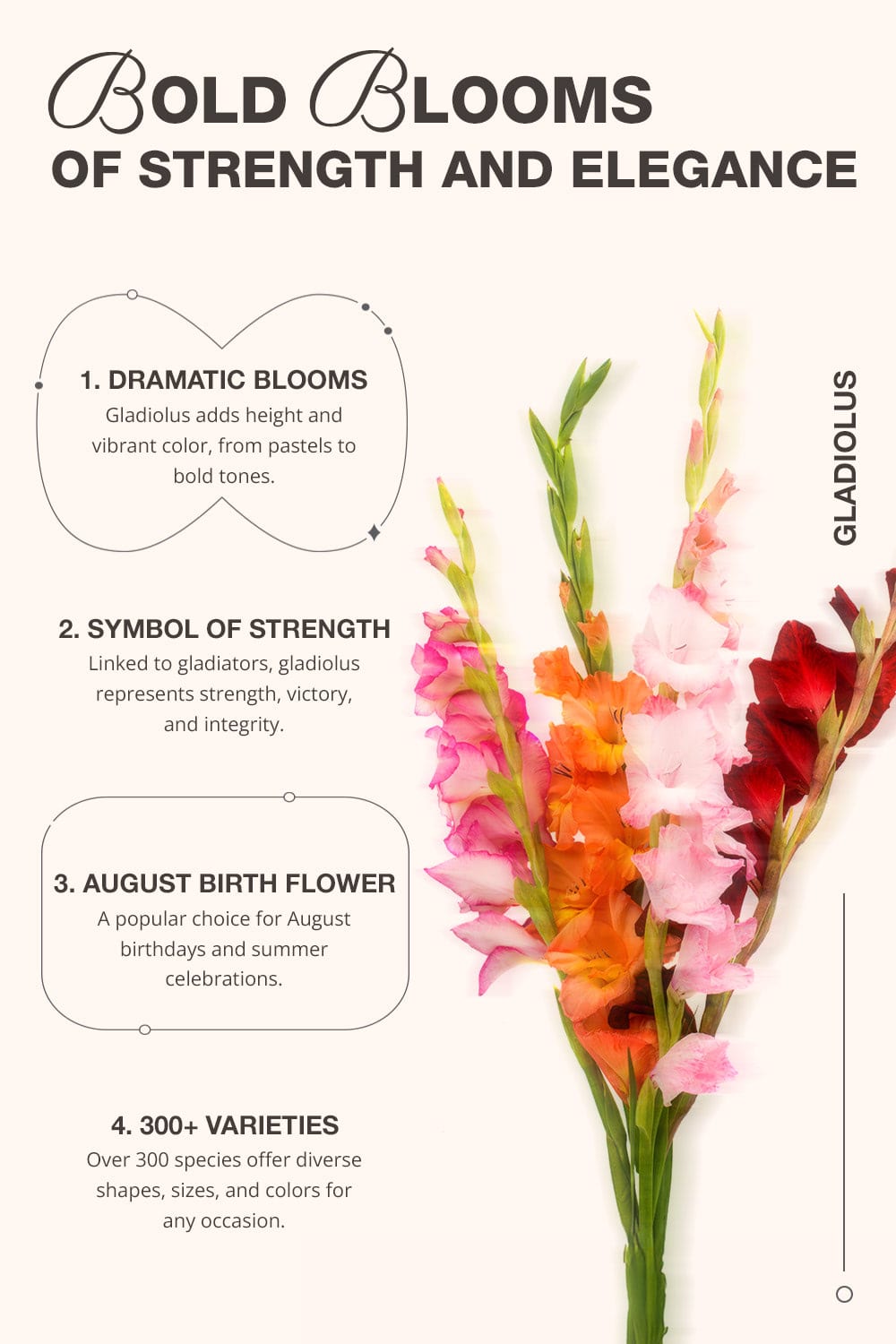 About Gladiolus: Bold Blooms of Strength and Elegance