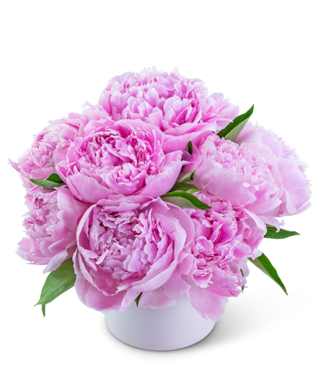 A clear glass vase displays pink peonies and lush green ivy, arranged neatly, set against a plain white background.